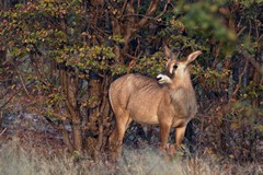 A juvenile roan antelope. It wasn't alone, just not as quick to run and hide as the adults