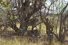 It's easy for the leopard to hide in the shade while he looks for his next meal