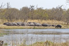 A pod of hippos soaking up some rays