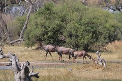 The Tsessebe is known as the Topi in East Africa although they are distinct subspecies