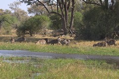 Female common waterbuck at the Khwai river