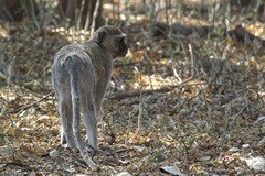 Vervet monkeys live in troops of up to 20