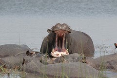 This mouth can bite a crocodile in half. Yawning is a threat display. The lower teeth do great damage in fights