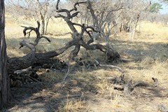 Wild dogs with pups