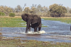 Playing splash and chase in the Khwai river