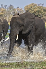 Boisterous young elephant bull