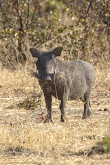 Warthog