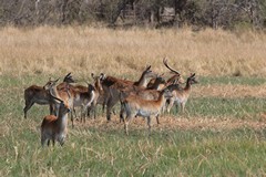 Red lechwes have powerful hind legs and elongated splayed hooves to help them run on the wet ground