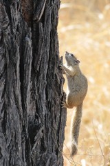 Smith's bush squirrel