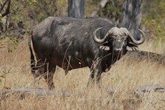 A heavyweight Cape buffalo