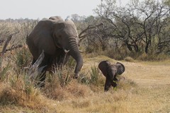 He's not afraid to take us all on while mum is there to back him up