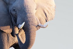 Elephants look even bigger when you are sitting in a small boat in front of one