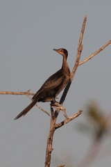 Reed cormorant