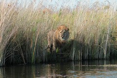 He wants to cross the channel but he knows there could be crocodiles