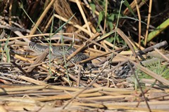 Young crocodile hiding in the reeds