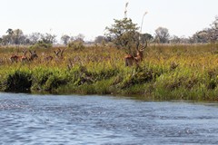 Red lechwes are selective grazers of grasses and sedgess