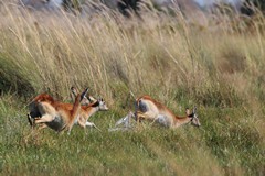 Red Lechwes are found throughout the Okavango delta