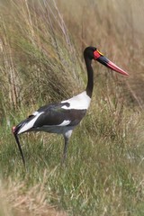 Saddle-billed stork