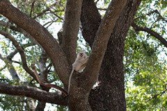 Troops of up to 20 vervet monkeys live on many of the small islands in the Okavango delta