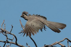 Grey go-away bird also known as the grey lourie