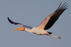 Yellow-billed stork