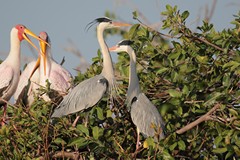 Grey herons