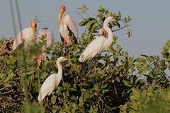 Intemediate egret on the left and great egret on right. The dark bill is due to its breeding status, normally it is yellow