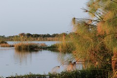 Papyrus (right) grows extensively in the delta and especially along the panhandle. Seasonal fires help to keep them in check and stop them clogging up even more of the channels.