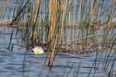 Many of the lakes and channels are only a few feet deep, and water lillies grow profusely in the clear water