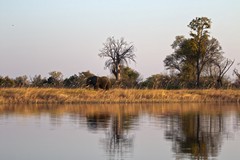 Lone elephant