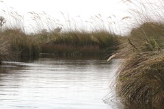 Bulrushes