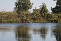 3132 A giant kingfisher flashes past