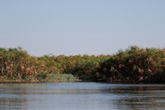 Huge papyrus beds filter the water