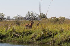 Red lechwe feed on the lush vegetation