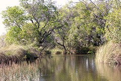 Waterberry trees