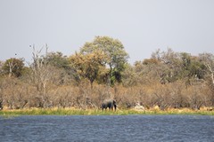  There is lots of permanent water in Moremi