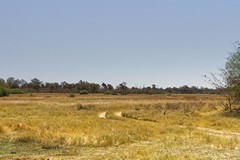 The flood plain boundary is clearly delineated by the abrupt cessation of tree growth