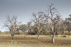  Spot the two fish eagles