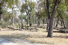  Elephant damage in the Mopane tongue