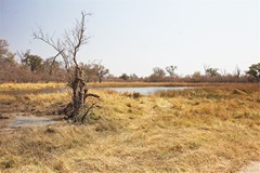 Receding water levels