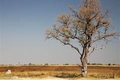 3169 The grasses are browning in the intense heat as the ploodplain dries out