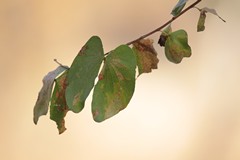 These are Mopane leaves. They have a give away 'butterflies wings' appearance