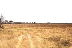 The treeline in the distance delineates the floodplain, now drying out as the water recedes