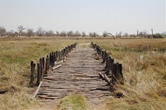 There are several wooden bridges in Moremi. This one is known as 4th bridge. There are any number of incredibly boring videos on U tube of people pretending they are being adventurers crossing these bridges if you are interested