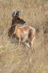 An ever alert steenbok