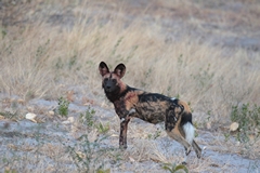 Even whilst feeding one of the pack members is alert for danger such as lions