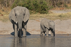 Many of the waterholes in Savuti have water pumped into them during the dry season