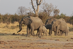 Elephant family on the move