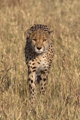 Cheetah