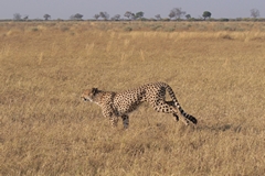 The Savuti marsh is more like dry savannah at this time of year. Certainly there is no surface water in it